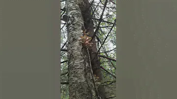 Ведро опят за пол часа