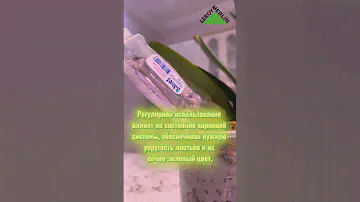 Цена : 1190тг🇰🇿 мой совет покупайте, после удобрения новые листья новые корни . #leroymerlin