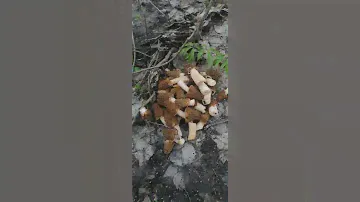 5 минут, ведро грибов.