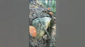 Сколько штук насчитали? Море грибов в Карелии😁 ведро с одного места