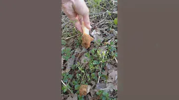 Ведро весенних грибов за полчаса