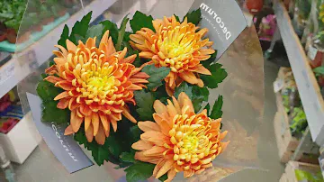 🌷🌿ЛЕРУА МЕРЛЕН💕ПОСТУПЛЕНИЕ ЦВЕТОЧКОВ🌿ИНТЕРЕСНЫЕ ПАПОРОТНИКИ
