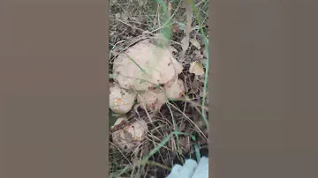 Наткнулись с жёнушкой на белые грибы, пять минут и ведро!😃😳👍