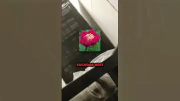 Теперь с картинками😅 обзор склада, в наличии огромный ассортимент посадочного материала #цветы