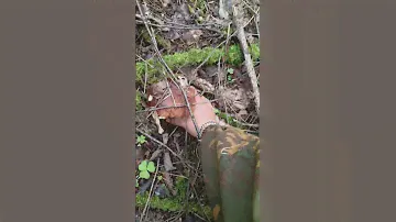 отличная поляна белых не лезут в ведро