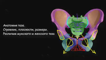 Анатомия таза. Строение, плоскости, размеры. Акушерство и гинекология
