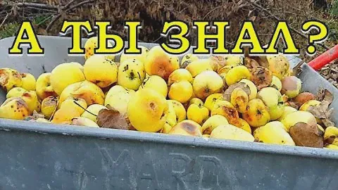 Куда девать ОПАВШИЕ ЯБЛОКИ?! Утилизируем падалицу с пользой для огорода🍎 🍏 🍎